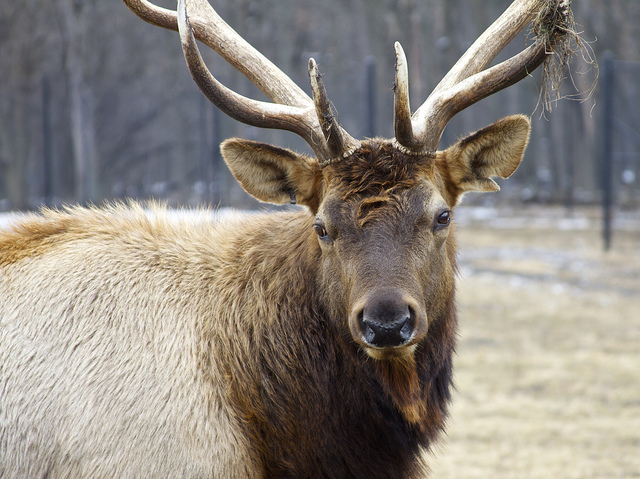 ELK
